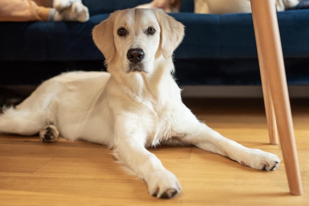 Golden Retriever sdraiato sul pavimento a casa