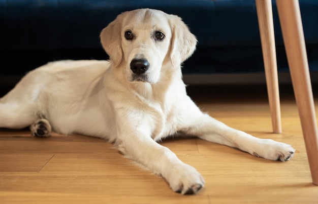 Golden Retriever sdraiato sul pavimento a casa