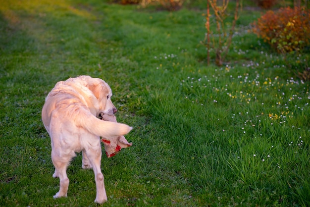 Golden retriever su un prato verde in primavera al tramonto