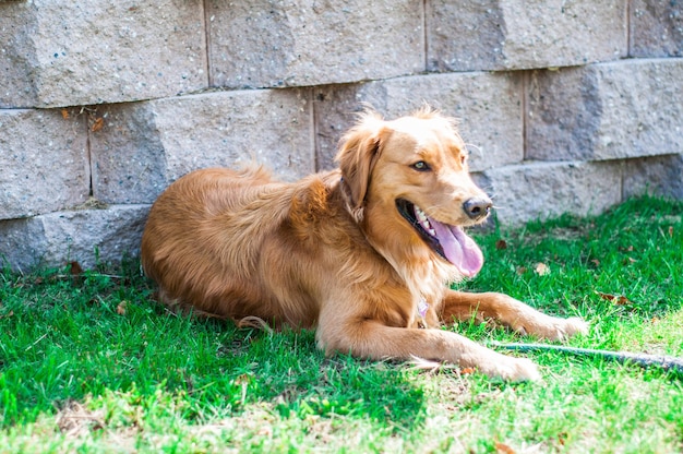 Golden Retriever sul campo erboso contro un muro di pietra