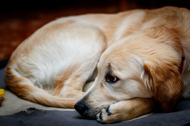 Golden retriever