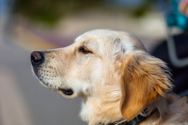 Golden retriever