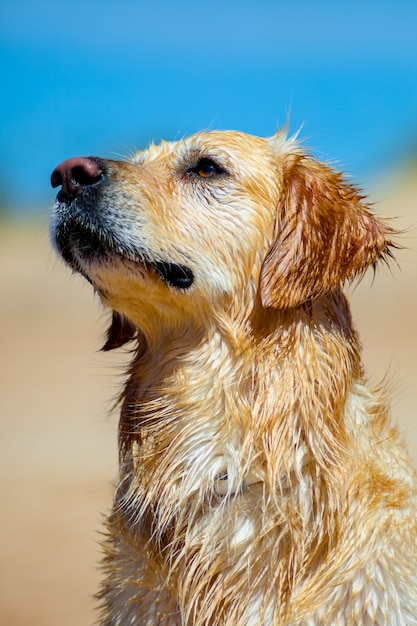 Golden retriever