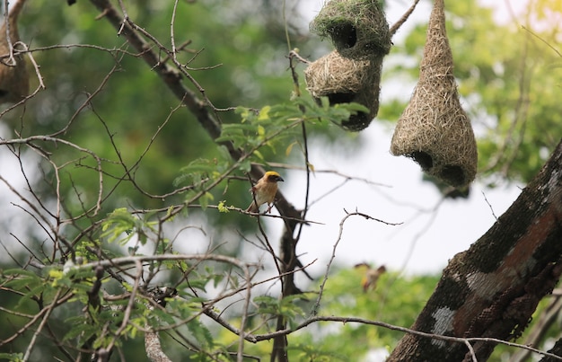 Golden-Weaver asiatico molto nido dell&#39;uccello della famiglia sull&#39;albero