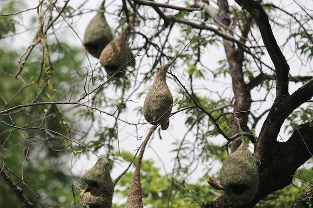 Golden-Weaver asiatico