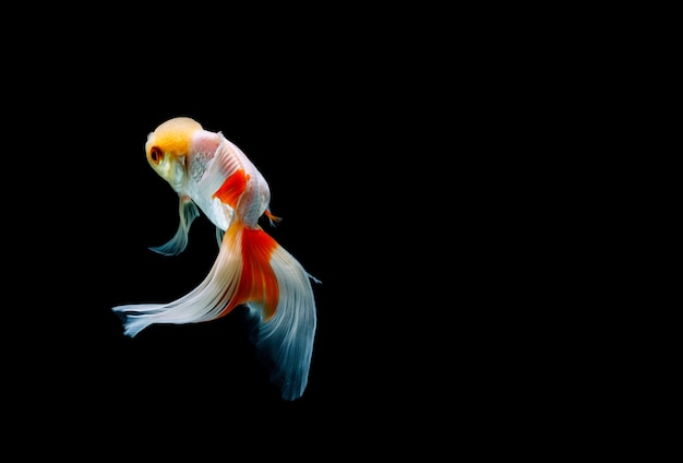 Goldfish isolato con lo spazio della copia