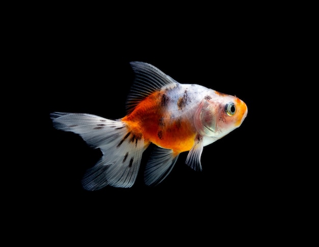 Goldfish isolato