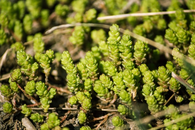 Goldmoss stonecrop-nome latino-Sedum acro come sfondo naturale.