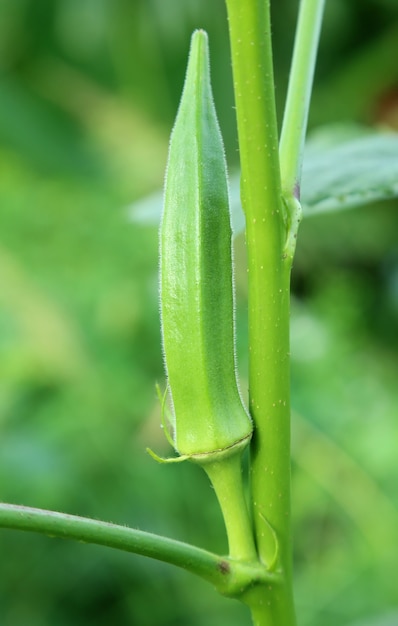 Gombo verde o savoiardo in pianta