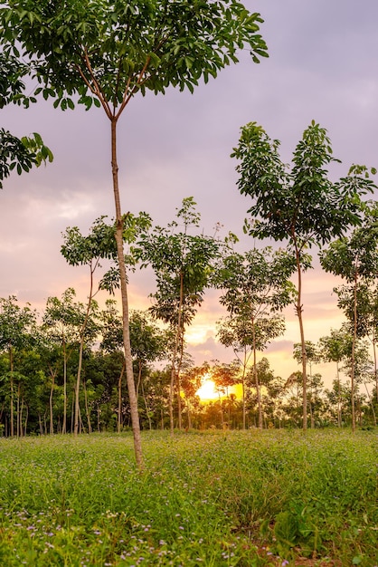 Gomma di lattice, albero della gomma, piantagione e gomma dell'albero nel sud della Thailandia