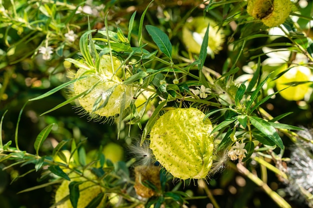 Gomphocarpus physocarpus comunemente noto come pianta a palloncino di palle pelose o pianta di cigno