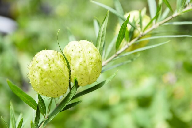 Gomphocarpus physocarpus palloncino piante