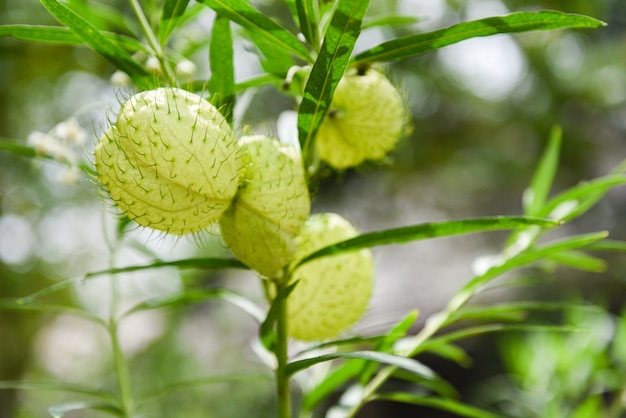 Gomphocarpus physocarpus palloncino piante