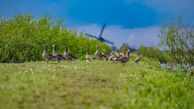 Goose Wind Turbine