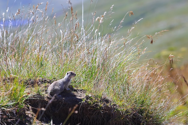 Gopher caucasico di montagna nell'erba del Caucaso settentrionale in Russia.