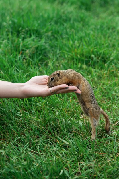 Gopher che allatta la mano della donna