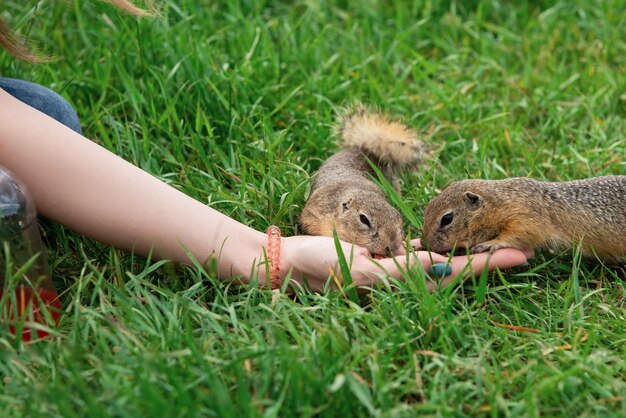 Gopher d'alimentazione manuale della donna nel parco estivo