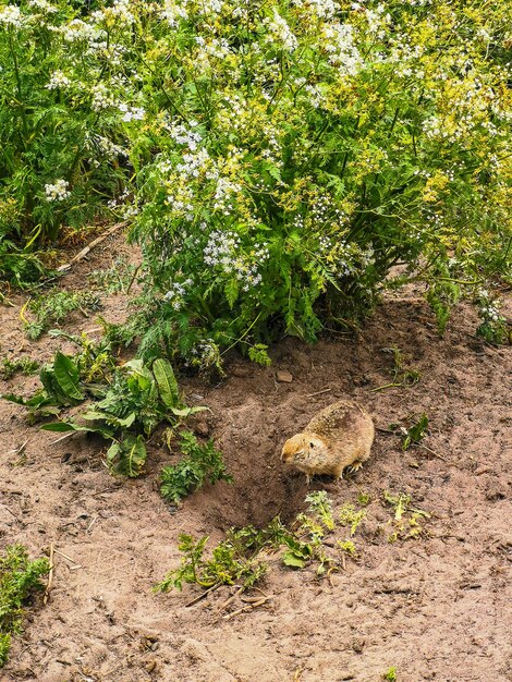 Gopher nell'erba nella gola KalaKulak KabardinoBalkaria Russia