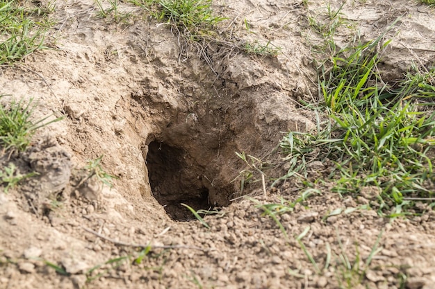 Gopher tana in primo piano della natura