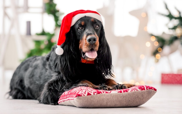 Gordon setter cane che indossa il cappello di Babbo Natale nel periodo natalizio a casa decorata vacanze ritratto cagnolino di razza pura sdraiato sul cuscino con XMas Capodanno luci sullo sfondo