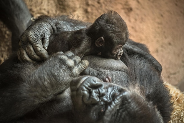 Gorilla che allatta il suo bambino
