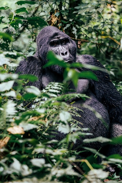 Gorilla di montagna dal dorso argento nella foresta giungla di bwindi foresta impenetrabile uganda