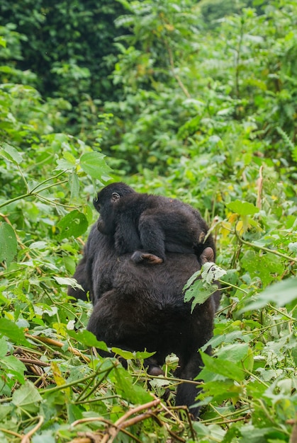 Gorilla di montagna femminile con un bambino. Uganda. Parco nazionale della foresta impenetrabile di Bwindi.