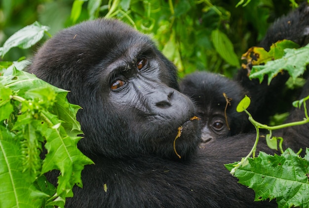 Gorilla di montagna femminile con un bambino. Uganda. Parco nazionale della foresta impenetrabile di Bwindi.