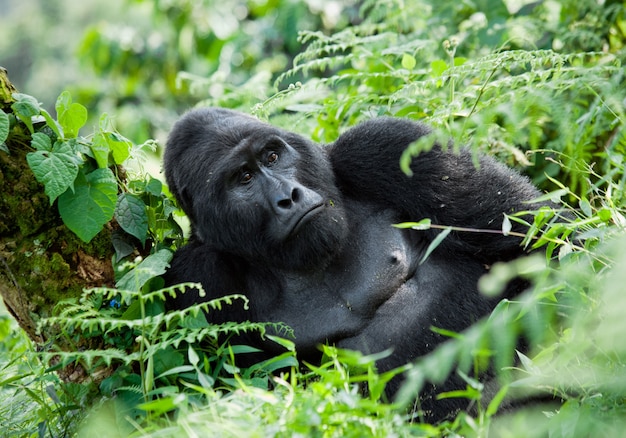 Gorilla di montagna maschio dominante nell'erba. Uganda. Parco nazionale della foresta impenetrabile di Bwindi.