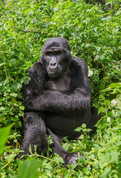 Gorilla di montagna maschio dominante nella foresta pluviale. Uganda. Parco nazionale della foresta impenetrabile di Bwindi.