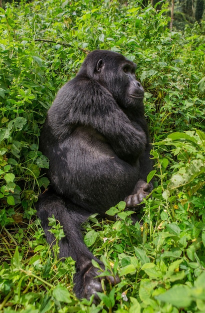 Gorilla di montagna maschio dominante nella foresta pluviale. Uganda. Parco nazionale della foresta impenetrabile di Bwindi.