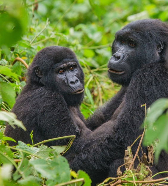 Gorilla di montagna nella foresta pluviale. Uganda. Parco nazionale della foresta impenetrabile di Bwindi.