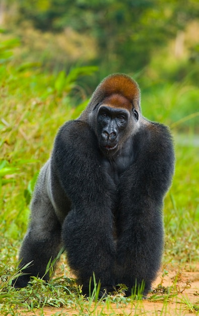 Gorilla di pianura allo stato brado. Repubblica del Congo