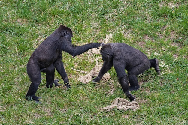 Gorilla giocando in un prato,