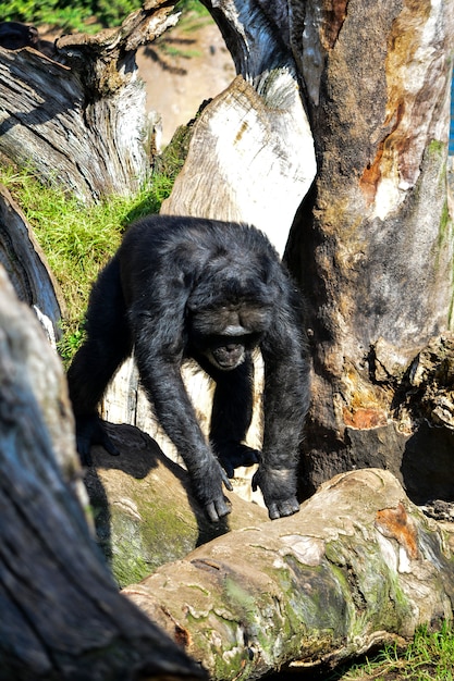 Gorilla in cerca di cibo