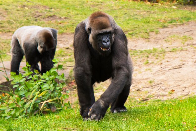 Gorilla nello zoo, scena animale della fauna selvatica, mammifero sull'erba verde