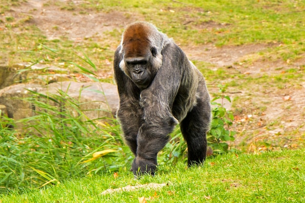 Gorilla nello zoo, scena animale della fauna selvatica, mammifero sull'erba verde