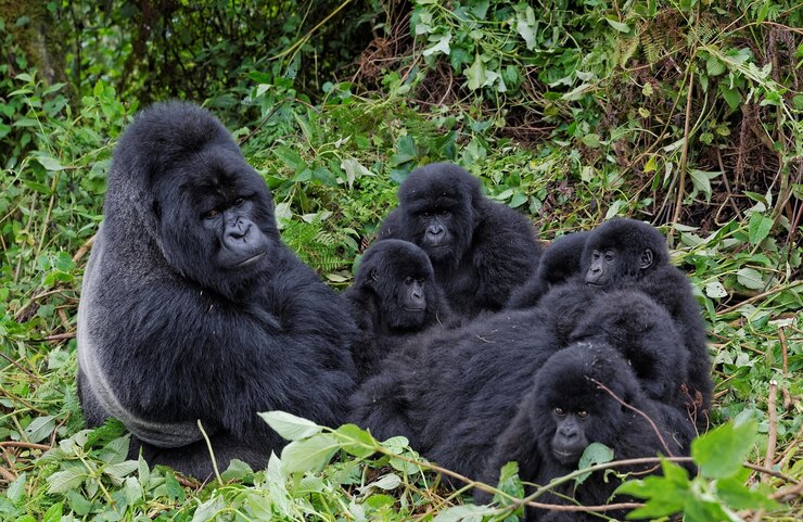 Gorilla nera e i suoi cuccioli nella foresta