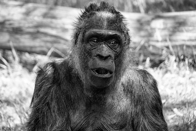 Gorilla seduto allo zoo