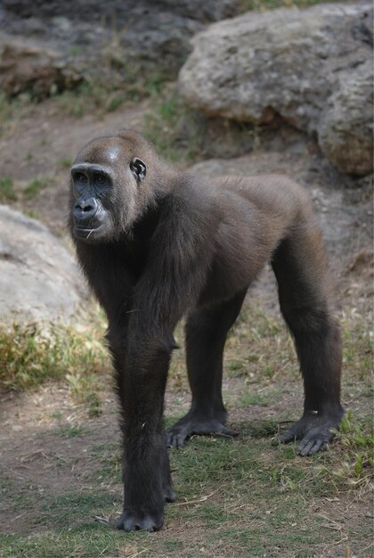 Gorilla