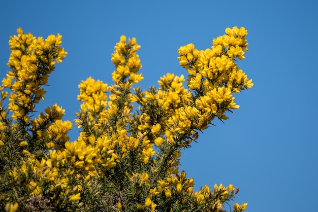 Gorse comune (Ulex europaeus) che fiorisce in primavera