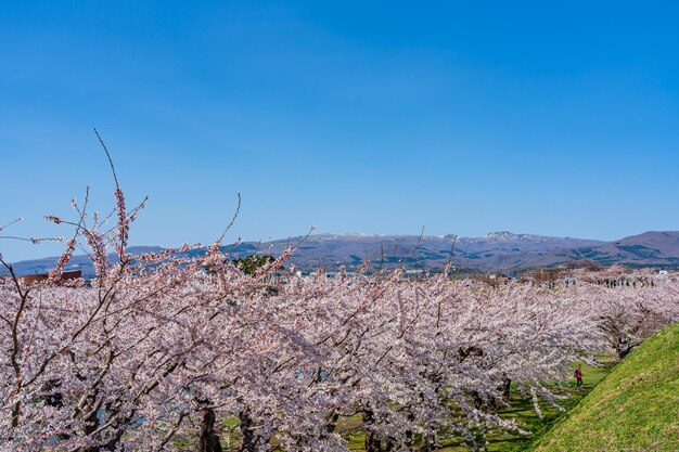 Goryokaku star fort park in primavera fioritura dei ciliegi in piena stagione di fioritura con cielo blu chiaro