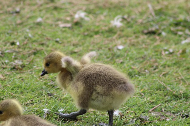 Goslings in un campo.