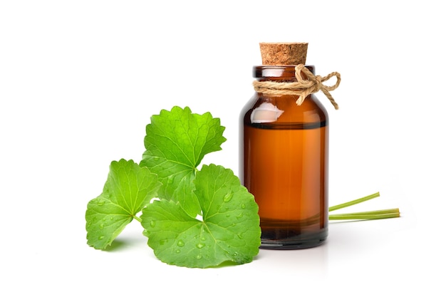 Gotu kola centella asiatica estratto in flacone color ambra con foglie fresche isolate su bianco.