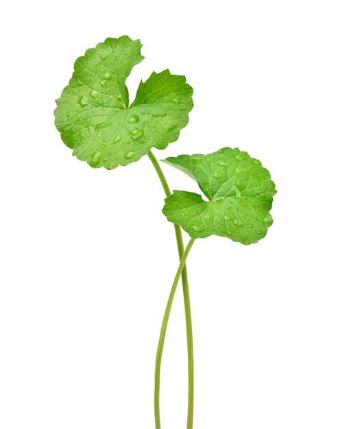 Gotu kola foglie con gocce d'acqua isolate su superficie bianca