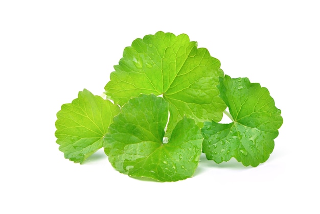 Gotu kola foglie con gocce d'acqua isolate su superficie bianca