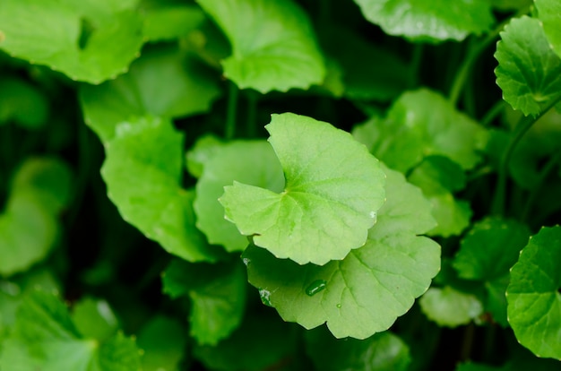 Gotu Kola o Centella asiatica