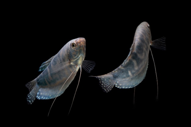 Gourami opalino o pesce d'acquario Blue Gourami isolato su sfondo nero