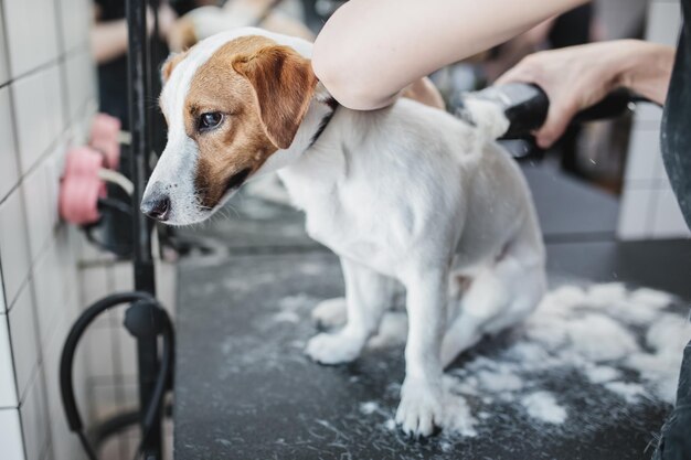 Governare e fare il bagno ai cani che si prendono cura dei piccoli amici foto di alta qualità