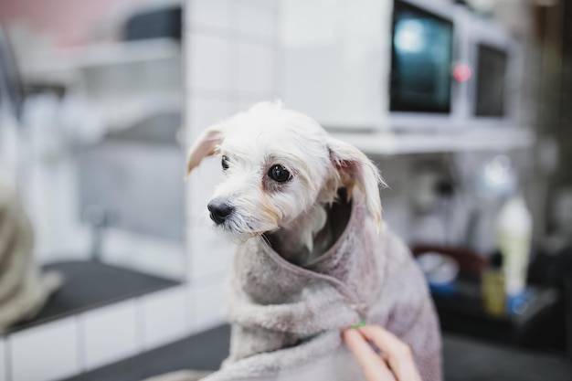 Governare e fare il bagno ai cani che si prendono cura dei piccoli amici foto di alta qualità